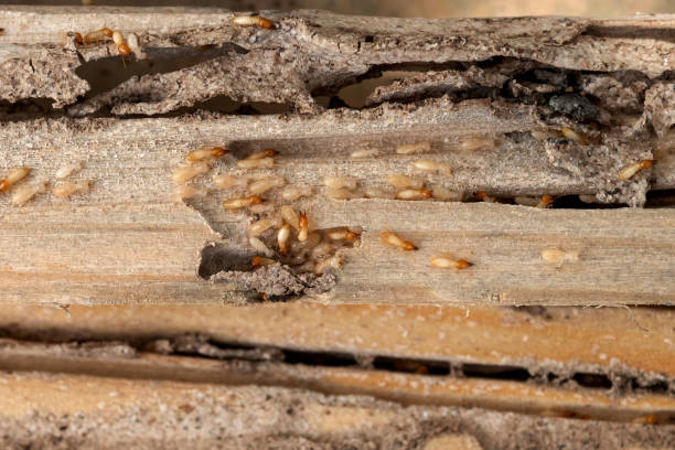 Best Flea Control Services  in South Rockwood, MI
